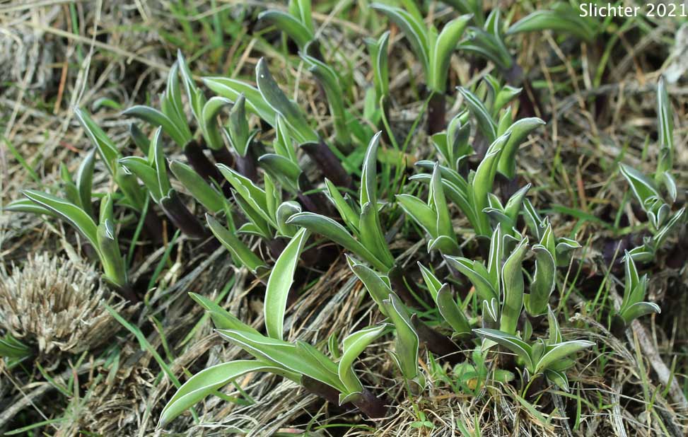 Emerging leaves of Columbia Frasera, White-stemmed Frasera: Frasera albicaulis var. columbiana (Synonyms: Frasera albicaulis ssp. columbiana, Swertia columbiana)