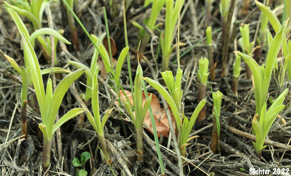 Columbia Frasera, White-stemmed Frasera: Frasera albicaulis var. columbiana (Synonyms: Frasera albicaulis ssp. columbiana, Swertia columbiana)