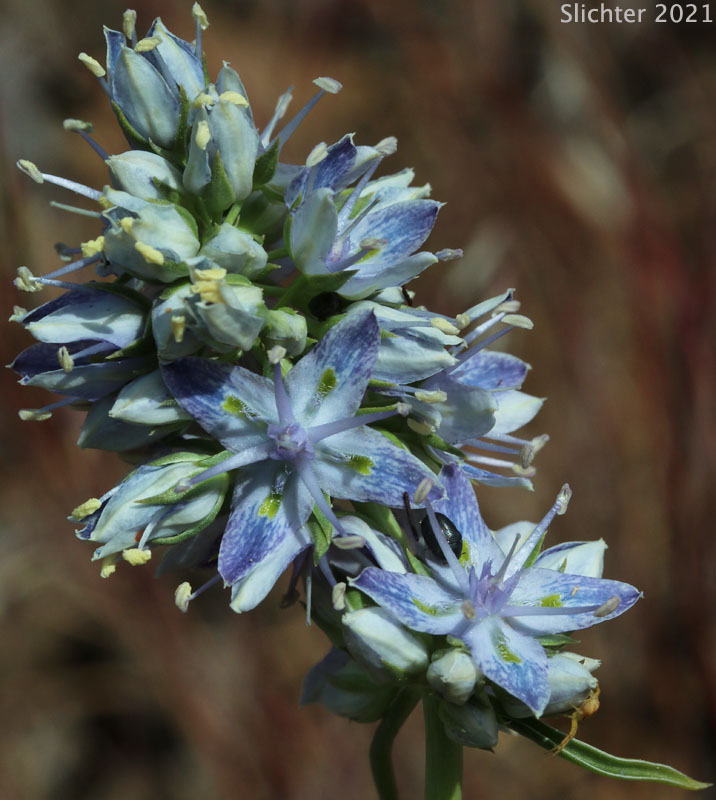 Columbia Frasera, White-stemmed Frasera: Frasera albicaulis var. columbiana (Synonyms: Frasera albicaulis ssp. columbiana, Swertia columbiana)