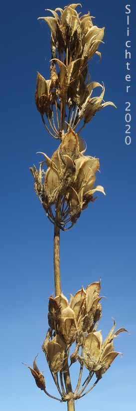 Ripe seed head of Columbia Frasera, White-stemmed Frasera: Frasera albicaulis var. columbiana (Synonyms: Frasera albicaulis ssp. columbiana, Swertia columbiana)