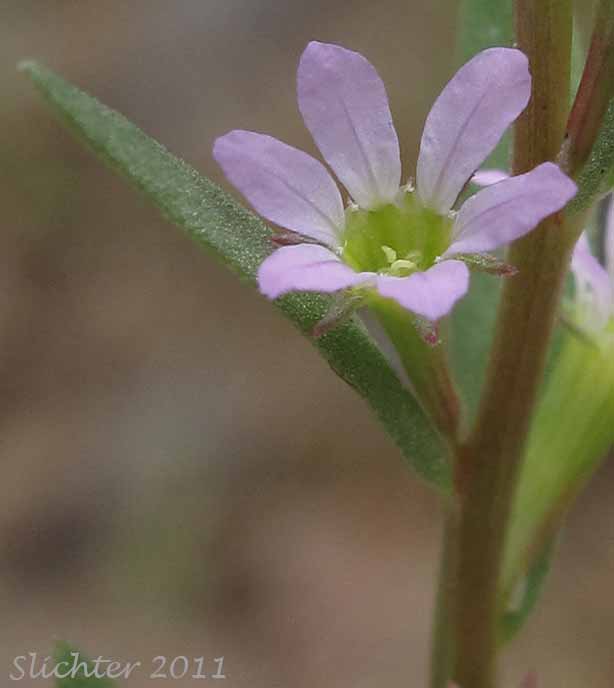 Close-up of a flower and stem leaf of Grass Poly, Hyssop Loosestrife: Lythrum hyssopifolium (Synonyms: Lythrum adsurgens, Lythrum hyssopifolia)