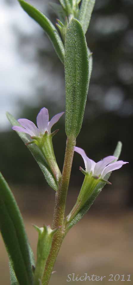 Grass Poly, Hyssop Loosestrife: Lythrum hyssopifolium (Synonyms: Lythrum adsurgens, Lythrum hyssopifolia)