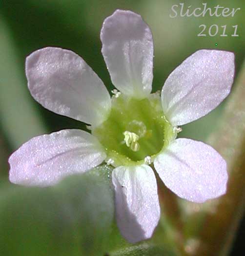 Close-up of a flower of Grass Poly, Hyssop Loosestrife: Lythrum hyssopifolium (Synonyms: Lythrum adsurgens, Lythrum hyssopifolia)