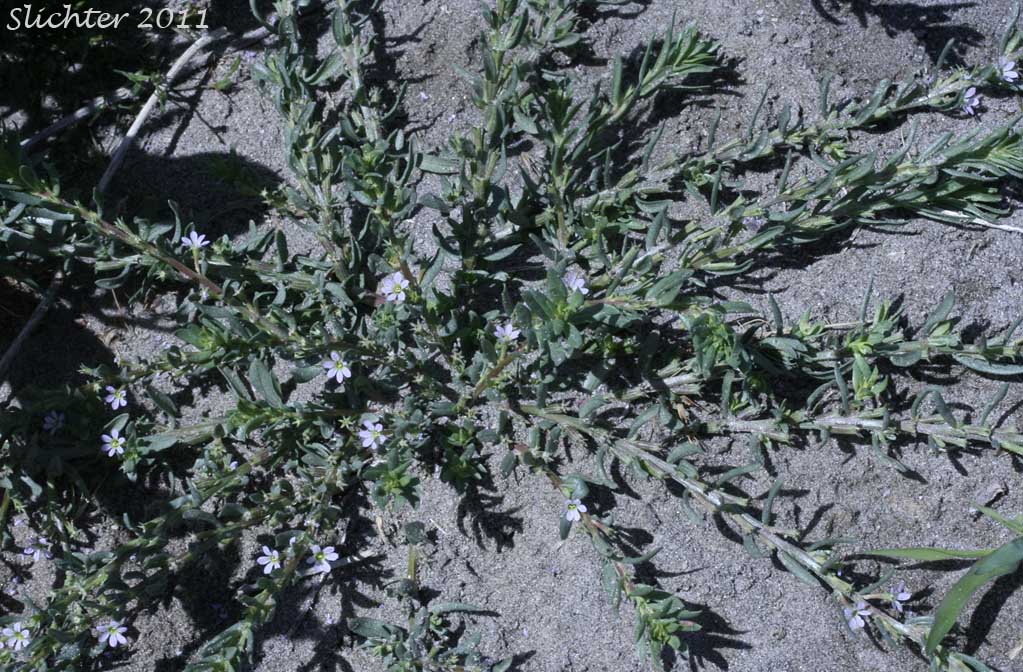 Grass Poly, Hyssop Loosestrife: Lythrum hyssopifolium (Synonyms: Lythrum adsurgens, Lythrum hyssopifolia)