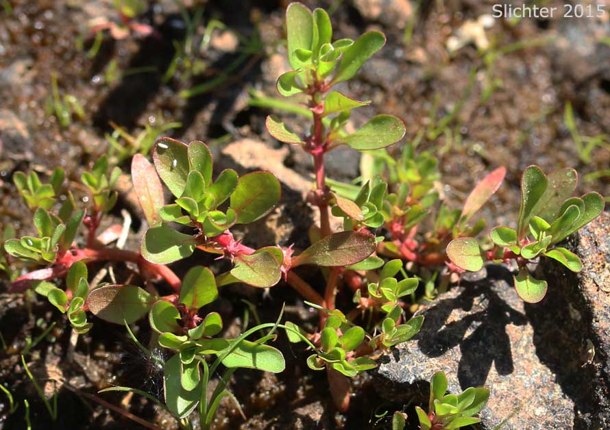 Purslane Loosestrife, Spatulaleaf Loosestrife, Spatula-leaf Loosestrife, Water Purslane: Lythrum portula (Synonym: Peplis portula)