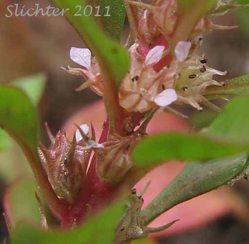 Purslane Loosestrife, Spatulaleaf Loosestrife, Spatula-leaf Loosestrife, Water Purslane: Lythrum portula (Synonym: Peplis portula)