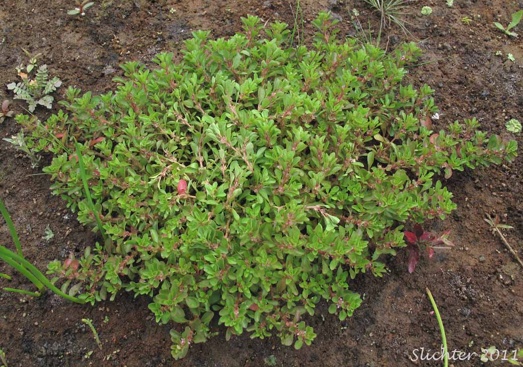 Purslane Loosestrife, Spatulaleaf Loosestrife, Spatula-leaf Loosestrife, Water Purslane: Lythrum portula (Synonym: Peplis portula)