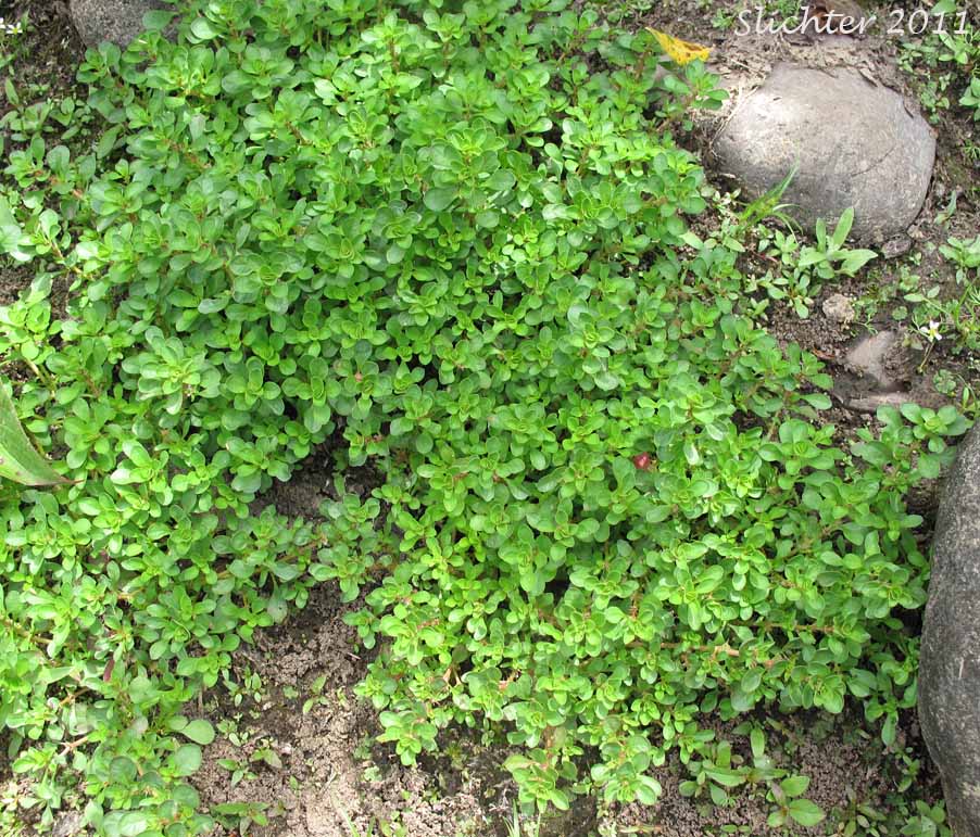 Purslane Loosestrife, Spatulaleaf Loosestrife, Spatula-leaf Loosestrife, Water Purslane: Lythrum portula (Synonym: Peplis portula)