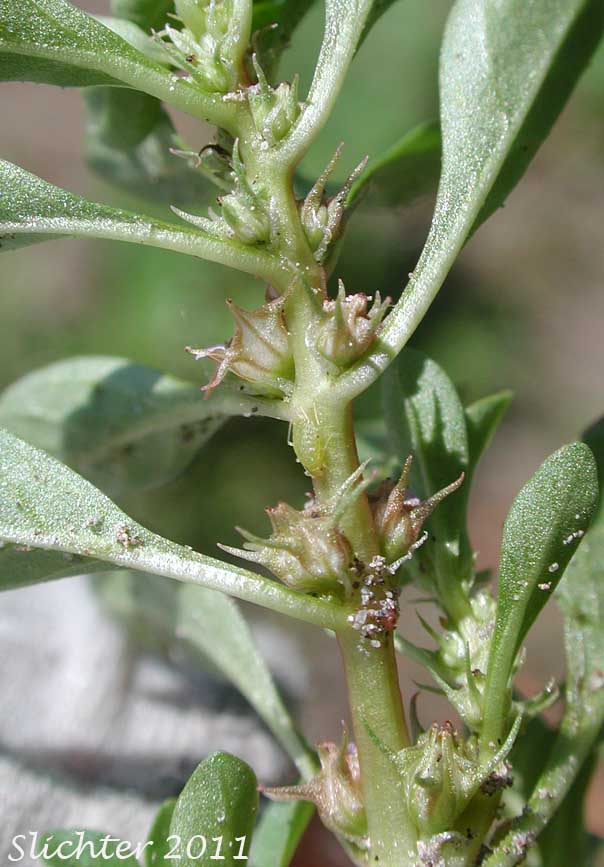 Purslane Loosestrife, Spatulaleaf Loosestrife, Spatula-leaf Loosestrife, Water Purslane: Lythrum portula (Synonym: Peplis portula)