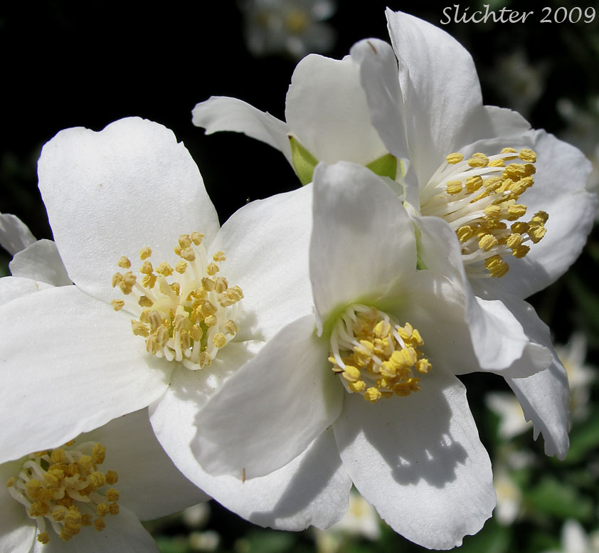 Flowers of Mock Orange, Lewis' Mockorange, Lewis' Mock Orange, Wild Mockorange: Philadelphus lewisii (Synonyms: Philadelphus californicus, Philadelphus columbianus, Philadelphus gordonianus, Philadelphus lewisii var. californicus, Philadelphus lewisii var. ellipticus, Philadelphus lewisii var. gordonianus, Philadelphus lewisii var. helleri, Philadelphus lewisii var. intermedius, Philadelphus lewisii var. lewisii, Philadelphus lewisii var. oblongifolius)