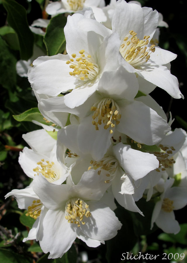 Flowers of Mock Orange, Lewis' Mockorange, Lewis' Mock Orange, Wild Mockorange: Philadelphus lewisii (Synonyms: Philadelphus californicus, Philadelphus columbianus, Philadelphus gordonianus, Philadelphus lewisii var. californicus, Philadelphus lewisii var. ellipticus, Philadelphus lewisii var. gordonianus, Philadelphus lewisii var. helleri, Philadelphus lewisii var. intermedius, Philadelphus lewisii var. lewisii, Philadelphus lewisii var. oblongifolius)