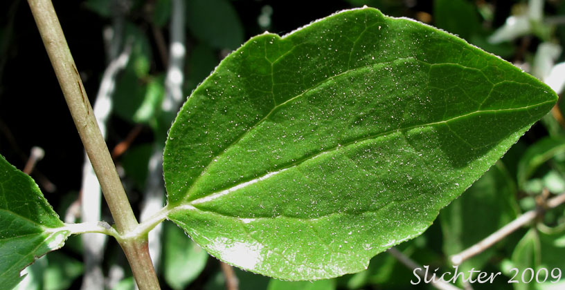 Leaf of Mock Orange, Lewis' Mockorange, Lewis' Mock Orange, Wild Mockorange: Philadelphus lewisii (Synonyms: Philadelphus californicus, Philadelphus columbianus, Philadelphus gordonianus, Philadelphus lewisii var. californicus, Philadelphus lewisii var. ellipticus, Philadelphus lewisii var. gordonianus, Philadelphus lewisii var. helleri, Philadelphus lewisii var. intermedius, Philadelphus lewisii var. lewisii, Philadelphus lewisii var. oblongifolius)
