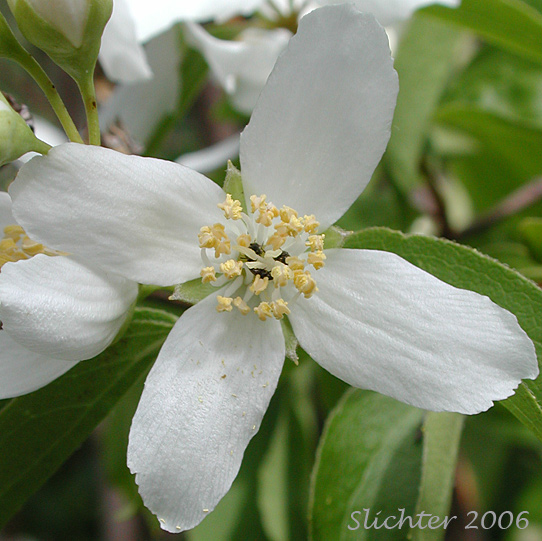 Mock Orange, Lewis' Mockorange, Lewis' Mock Orange, Wild Mockorange: Philadelphus lewisii (Synonyms: Philadelphus californicus, Philadelphus columbianus, Philadelphus gordonianus, Philadelphus lewisii var. californicus, Philadelphus lewisii var. ellipticus, Philadelphus lewisii var. gordonianus, Philadelphus lewisii var. helleri, Philadelphus lewisii var. intermedius, Philadelphus lewisii var. lewisii, Philadelphus lewisii var. oblongifolius) 