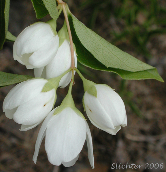 Mock Orange, Lewis' Mockorange, Lewis' Mock Orange, Wild Mockorange: Philadelphus lewisii (Synonyms: Philadelphus californicus, Philadelphus columbianus, Philadelphus gordonianus, Philadelphus lewisii var. californicus, Philadelphus lewisii var. ellipticus, Philadelphus lewisii var. gordonianus, Philadelphus lewisii var. helleri, Philadelphus lewisii var. intermedius, Philadelphus lewisii var. lewisii, Philadelphus lewisii var. oblongifolius)
