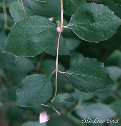 Opposite leaves of Mock Orange, Lewis' Mockorange, Lewis' Mock Orange, Wild Mockorange: Philadelphus lewisii (Synonyms: Philadelphus californicus, Philadelphus columbianus, Philadelphus gordonianus, Philadelphus lewisii var. californicus, Philadelphus lewisii var. ellipticus, Philadelphus lewisii var. gordonianus, Philadelphus lewisii var. helleri, Philadelphus lewisii var. intermedius, Philadelphus lewisii var. lewisii, Philadelphus lewisii var. oblongifolius)