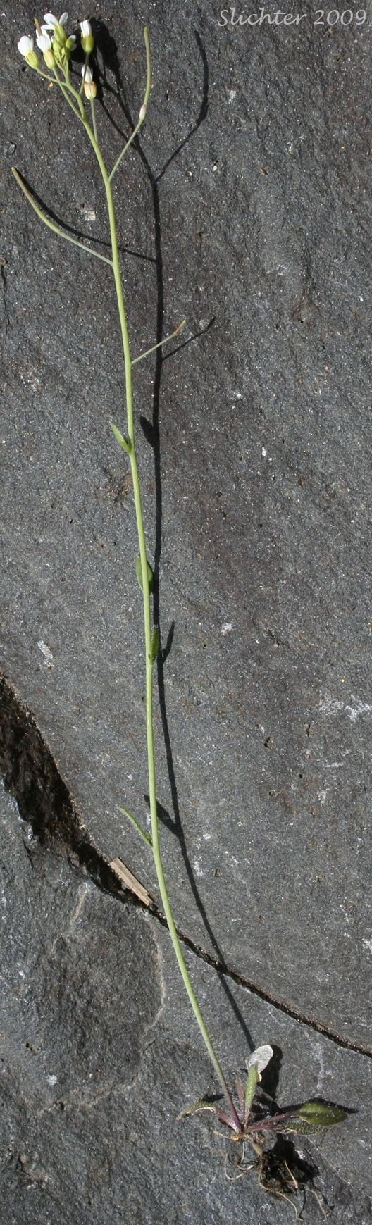 Common Wall Cress, Mouse-ear, Mouseear Cress, Mouse-ear Cress, Thalecress: Arabidopsis thaliana (Synonyms: Arabis thaliana, Sisymbrium thalianum)