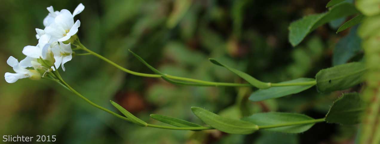 Cascade Rockcress, Columbia Gorge Rockcress, Fork-haired Rockcress: Arabis furcata (Synonym: Arabis furcata var. furcata)
