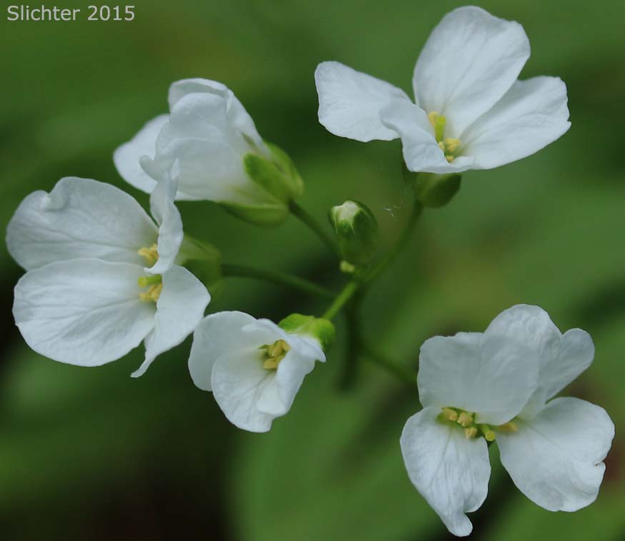 Flowers of Cascade Rockcress, Columbia Gorge Rockcress, Fork-haired Rockcress: Arabis furcata (Synonym: Arabis furcata var. furcata)