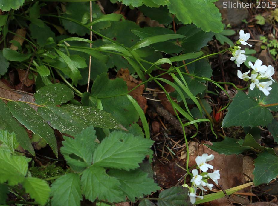 Stem leaves and inflorescence of Cascade Rockcress, Columbia Gorge Rockcress, Fork-haired Rockcress: Arabis furcata (Synonym: Arabis furcata var. furcata)