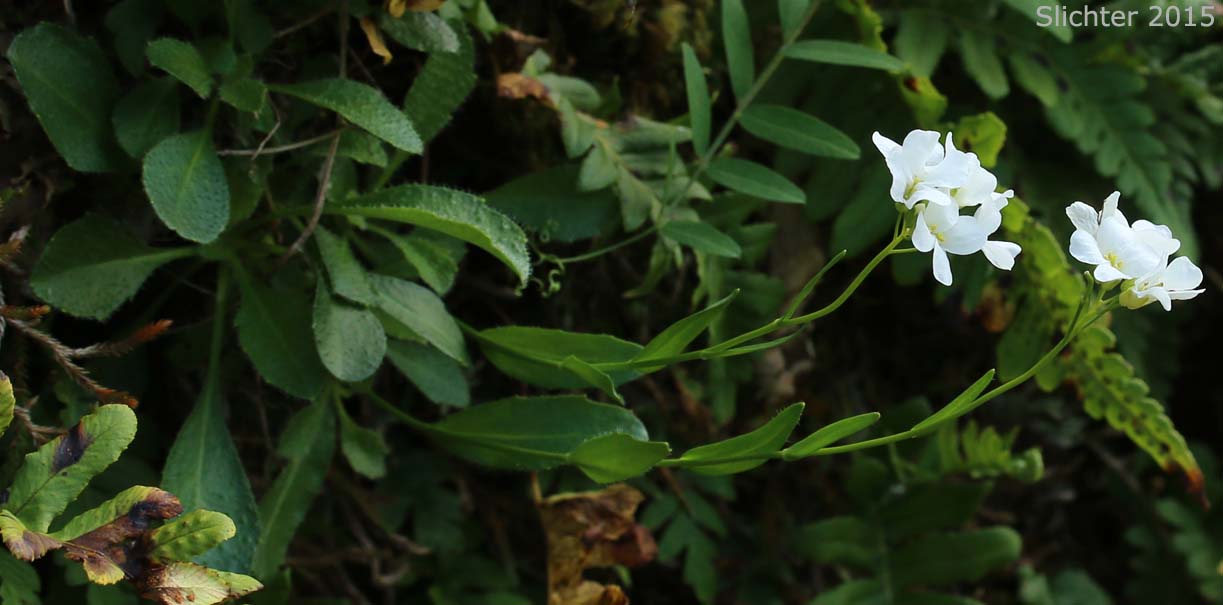 Cascade Rockcress, Columbia Gorge Rockcress, Fork-haired Rockcress: Arabis furcata (Synonym: Arabis furcata var. furcata)
