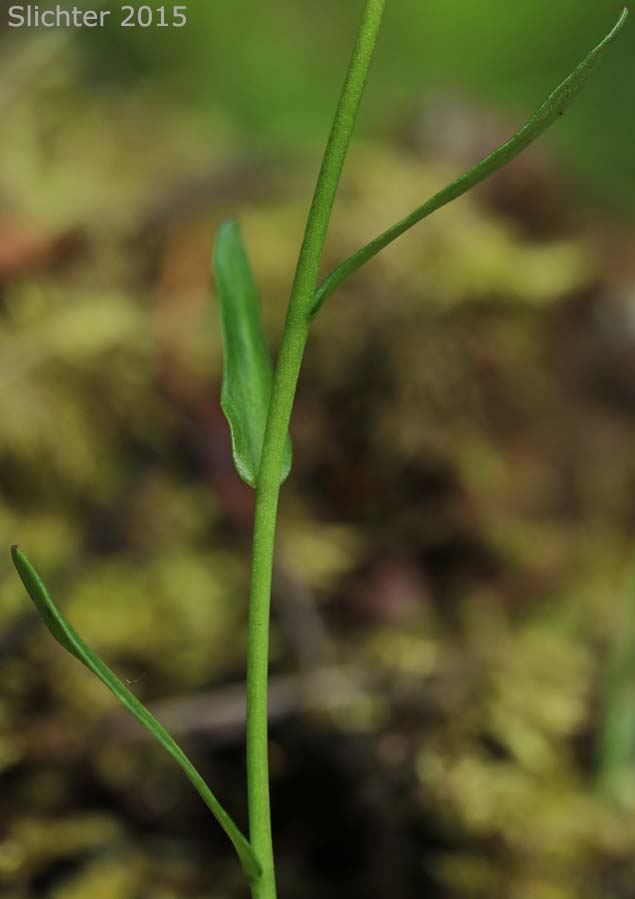 Stem leaves of Cascade Rockcress, Columbia Gorge Rockcress, Fork-haired Rockcress: Arabis furcata (Synonym: Arabis furcata var. furcata)