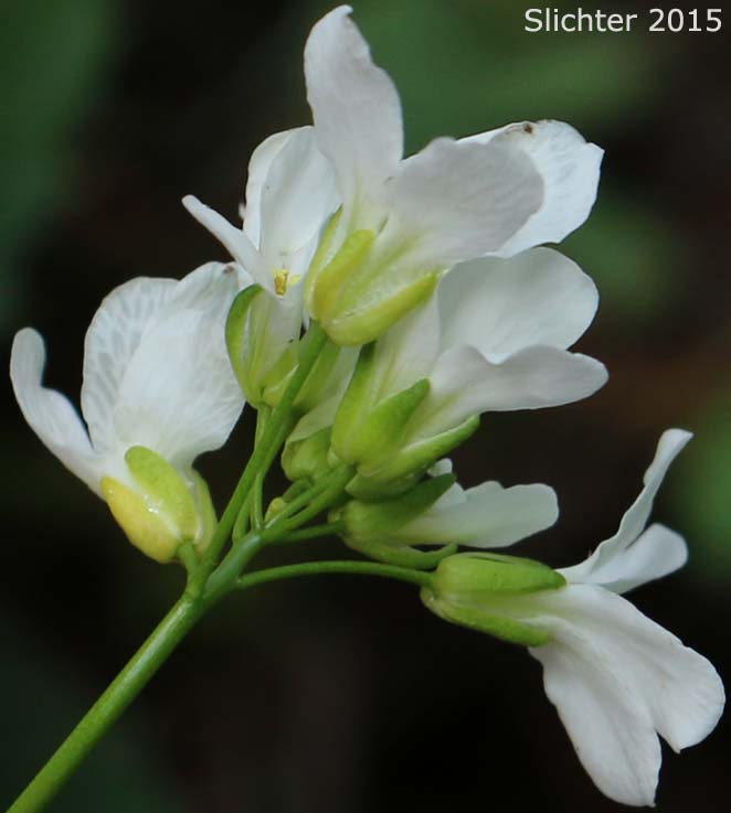 Inflorescence of Cascade Rockcress, Columbia Gorge Rockcress, Fork-haired Rockcress: Arabis furcata (Synonym: Arabis furcata var. furcata)