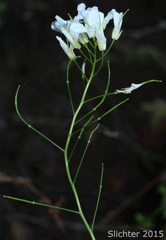 Cascade Rockcress, Columbia Gorge Rockcress, Fork-haired Rockcress: Arabis furcata (Synonym: Arabis furcata var. furcata)