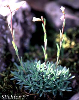 Littleleaf Rockcress, Little-leaf Rock Cress, Small-leaved Rockcress: Boechera microphylla (Synonyms: Arabis microphylla, Arabis microphylla var. macounii, Arabis microphylla var. microphylla, Boechera microphylla var. microphylla)