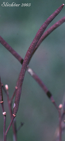 Ascending pods of Littleleaf Rockcress, Little-leaf Rock Cress, Small-leaved Rockcress: Boechera microphylla (Synonyms: Arabis microphylla, Arabis microphylla var. macounii, Arabis microphylla var. microphylla, Boechera microphylla var. microphylla)