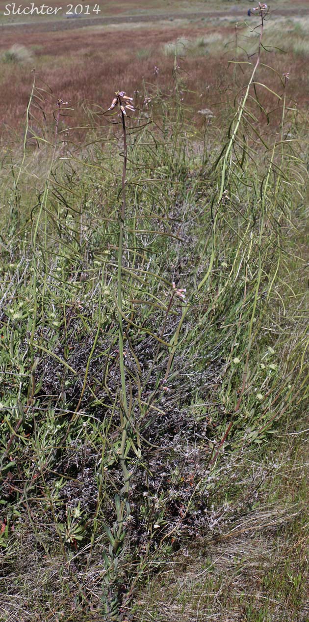 Sicklepod Rockcress, Black-flowered Rockcress, Hairystem Rockcress: Boechera pauciflora (Synonyms: Arabis campyloloba, Arabis holboellii, Arabis holboellii var. pinetorum, Arabis perelegans, Arabis sparsiflora, Arabis sparsiflora var. columbiana, Arabis sparsiflora var. subvillosa, Boechera sparsiflora var. subvillosa)