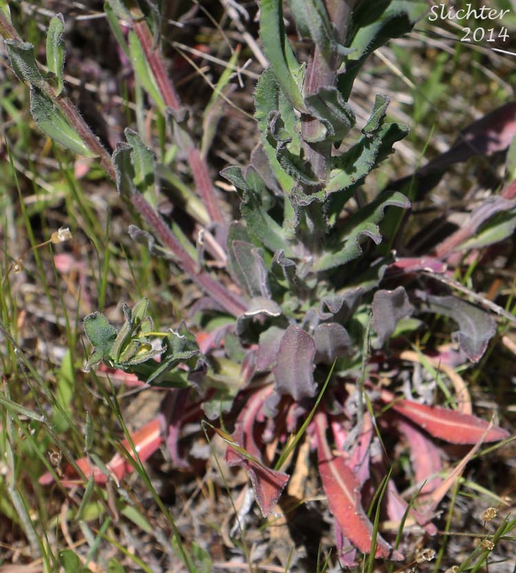 Basal leaves and lower stem leaves of Sicklepod Rockcress, Black-flowered Rockcress, Hairystem Rockcress: Boechera pauciflora (Synonyms: Arabis campyloloba, Arabis holboellii, Arabis holboellii var. pinetorum, Arabis perelegans, Arabis sparsiflora, Arabis sparsiflora var. columbiana, Arabis sparsiflora var. subvillosa, Boechera sparsiflora var. subvillosa)