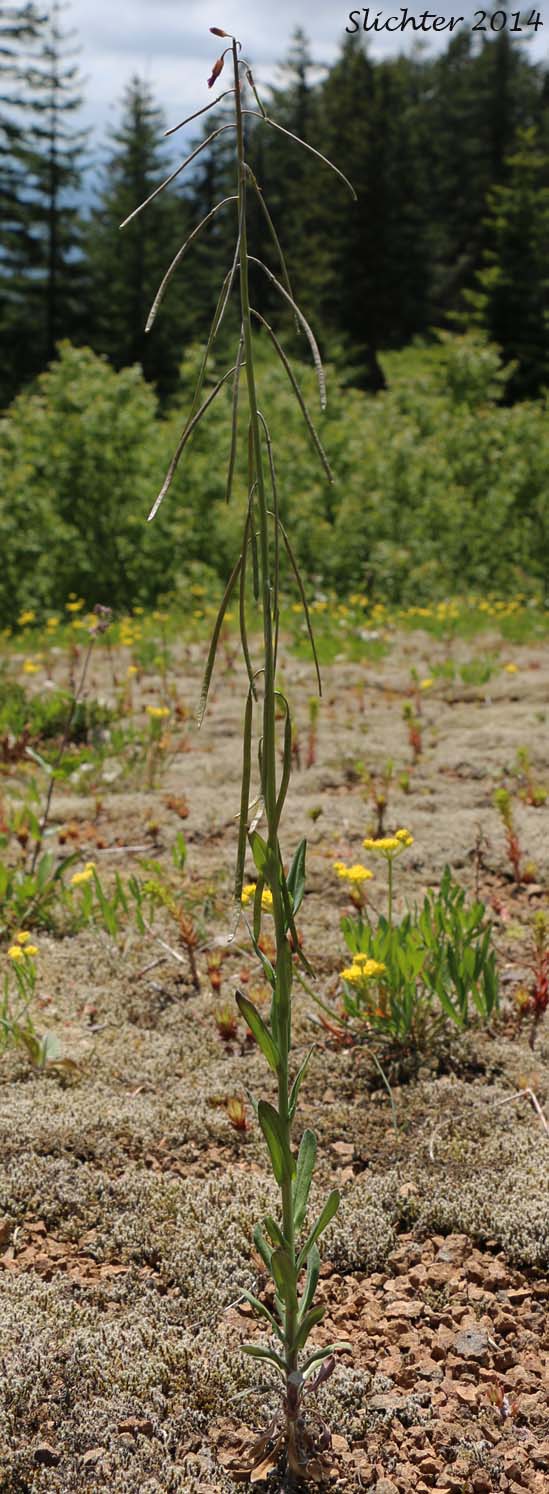 Upper stem leaves and siliques of Sicklepod Rockcress, Black-flowered Rockcress, Hairystem Rockcress: Boechera pauciflora (Synonyms: Arabis campyloloba, Arabis holboellii, Arabis holboellii var. pinetorum, Arabis perelegans, Arabis sparsiflora, Arabis sparsiflora var. columbiana, Arabis sparsiflora var. subvillosa, Boechera sparsiflora var. subvillosa