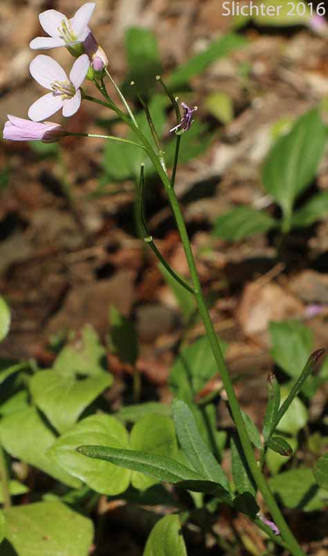 Angled Bittercress, Angle-leaf Bittercress, Angle-leaved Bittercress, Seaside Bittercress: Cardamine anuglata (Synonyms: Cardamine angulata var. alba, Cardamine angulata var. hirsuta, Cardamine angulata var. pentaphylla, Dentaria grandiflora)