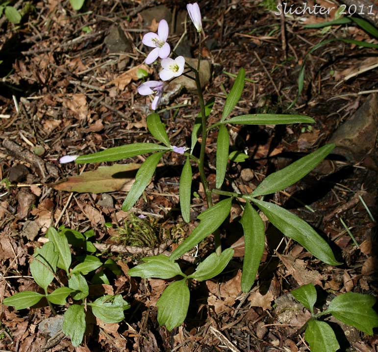 Angled Bittercress, Angle-leaf Bittercress, Angle-leaved Bittercress, Seaside Bittercress: Cardamine angulata (Synonyms: Cardamine angulata var. alba, Cardamine angulata var. hirsuta, Cardamine angulata var. pentaphylla, Dentaria grandiflora)