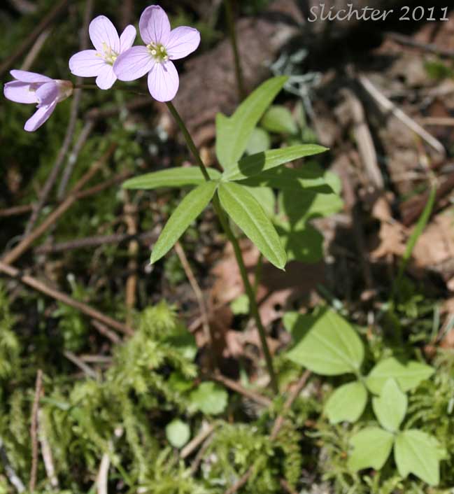 Angled Bittercress, Angle-leaf Bittercress, Angle-leaved Bittercress, Seaside Bittercress: Cardamine angulata (Synonyms: Cardamine angulata var. alba, Cardamine angulata var. hirsuta, Cardamine angulata var. pentaphylla, Dentaria grandiflora)