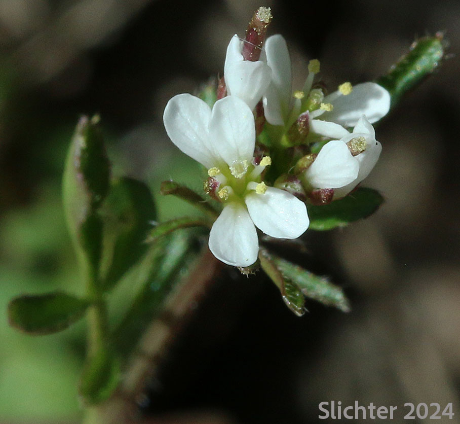 Flowers with stamen number visible of Hairy Bittercress, European Bittercress: Cardamine hirsuta