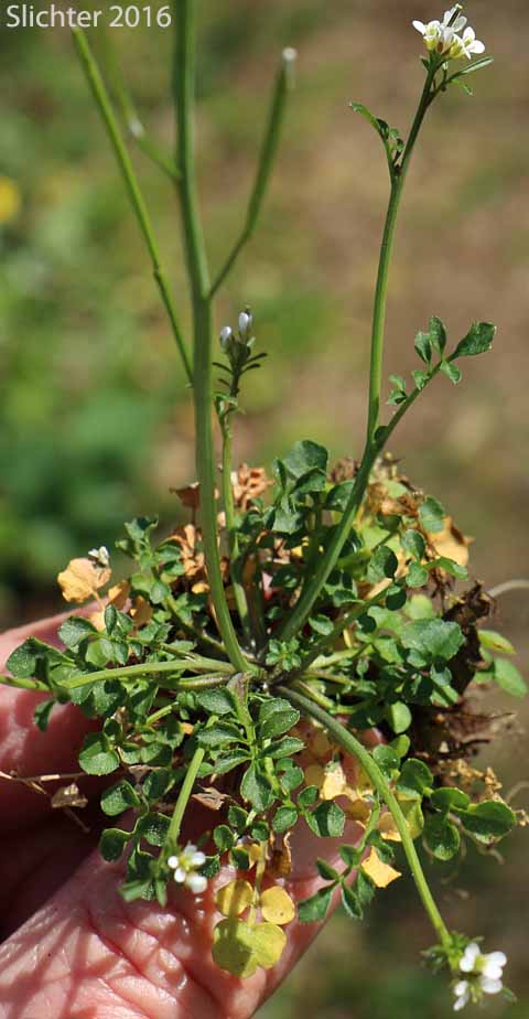Hairy Bittercress, European Bittercress: Cardamine hirsuta