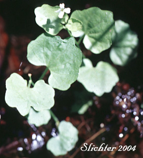 Heartleaf Bittercress, Heart-leaved Bittercress, Large Mountain Bittercress, Lyall's Bittercress: Cardamine cordifolia (Synonyms: Cardamine cordifolia var. lyallii, Cardamine lyallii)