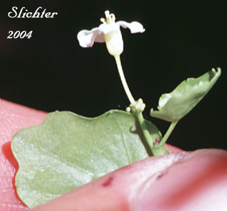 Heartleaf Bittercress, Heart-leaved Bittercress, Large Mountain Bittercress, Lyall's Bittercress: Cardamine cordifolia (Synonyms: Cardamine cordifolia var. lyallii, Cardamine lyallii)