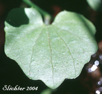 Leaf of Heartleaf Bittercress, Heart-leaved Bittercress, Large Mountain Bittercress, Lyall's Bittercress: Cardamine cordifolia (Synonyms: Cardamine cordifolia var. lyallii, Cardamine lyallii)