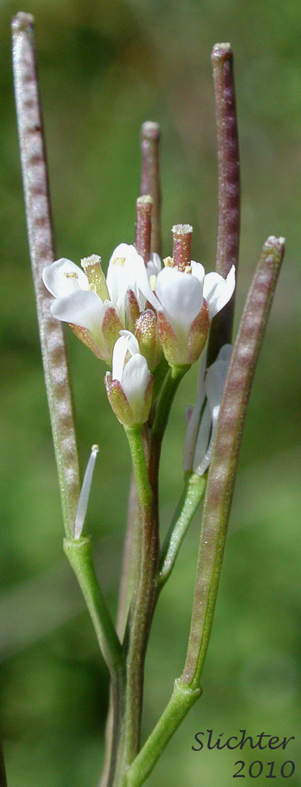 Flowers and fruits of Few-seed Bittercress, Few-seeded Bittercress, Little Western Bittercress, Siberian bittercress, Umbellate Bittercress: Cardamine oligosperma (Synonyms: Cardamine oligosperma var. kamtschatica, Cardamine oligosperma var. lucens, Cardamine oligosperma var. oligosperma, Cardamine umbellata, Cardamine unijuga)