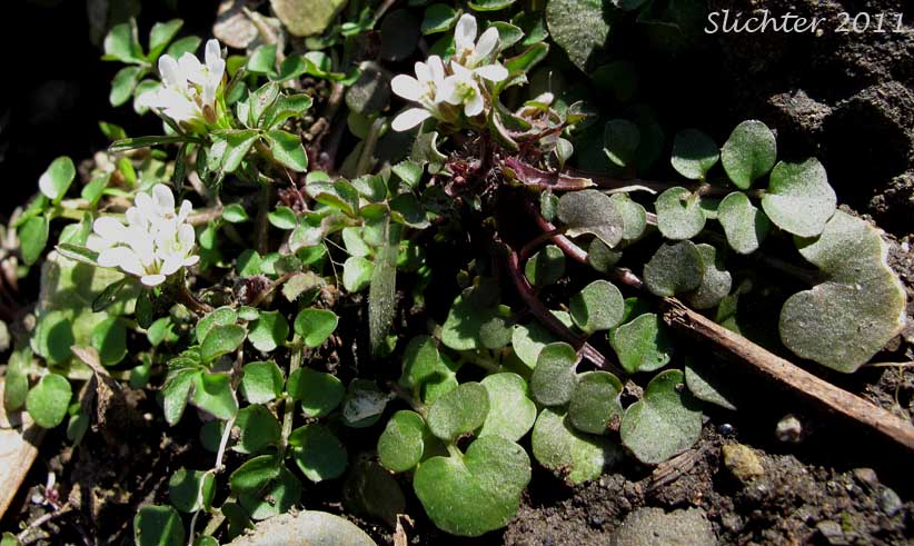 Few-seed Bittercress, Few-seeded Bittercress, Little Western Bittercress, Siberian bittercress, Umbellate Bittercress: Cardamine oligosperma (Synonyms: Cardamine oligosperma var. kamtschatica, Cardamine oligosperma var. lucens, Cardamine oligosperma var. oligosperma, Cardamine umbellata, Cardamine unijuga)
