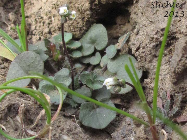 Few-seed Bittercress, Few-seeded Bittercress, Little Western Bittercress, Siberian bittercress, Umbellate Bittercress: Cardamine oligosperma (Synonyms: Cardamine oligosperma var. kamtschatica, Cardamine oligosperma var. lucens, Cardamine oligosperma var. oligosperma, Cardamine umbellata, Cardamine unijuga)