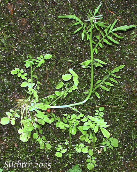 Pennsylvania Bittercress, Quaker Bittercress: Cardamine pensylvanica (Synonyms: Cardamine flexuosa ssp. pensylvanica, Cardamine hirsuta var. pensylvanica, Cardamine pennsylvanica, Cardamine pensylvanica var. brittoniana)