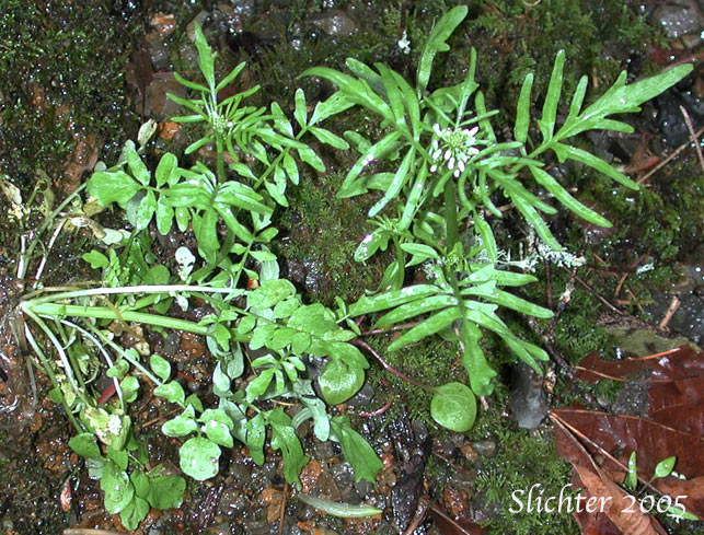 Pennsylvania Bittercress, Quaker Bittercress: Cardamine pensylvanica (Synonyms: Cardamine flexuosa ssp. pensylvanica, Cardamine hirsuta var. pensylvanica, Cardamine pennsylvanica, Cardamine pensylvanica var. brittoniana)