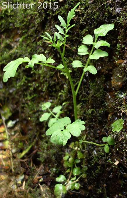 Pennsylvania Bittercress, Quaker Bittercress: Cardamine pensylvanica (Synonyms: Cardamine flexuosa ssp. pensylvanica, Cardamine hirsuta var. pensylvanica, Cardamine pennsylvanica, Cardamine pensylvanica var. brittoniana)