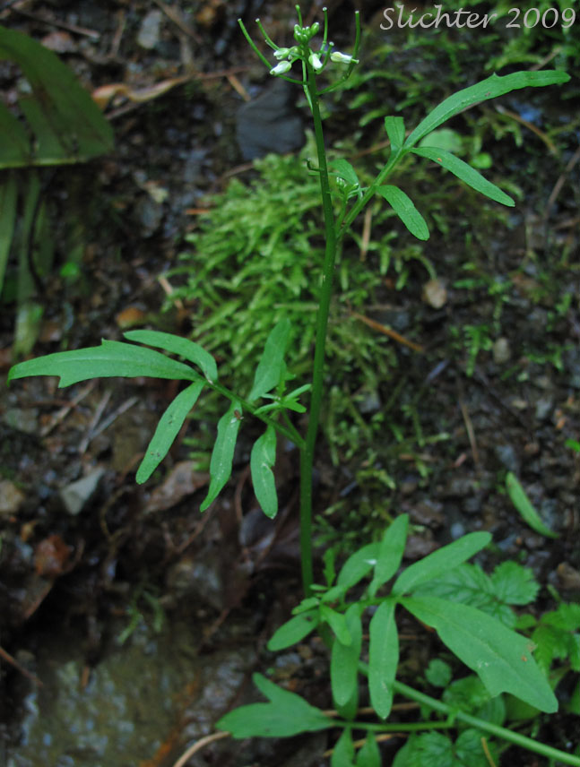 Pennsylvania Bittercress, Quaker Bittercress: Cardamine pensylvanica (Synonyms: Cardamine flexuosa ssp. pensylvanica, Cardamine hirsuta var. pensylvanica, Cardamine pennsylvanica, Cardamine pensylvanica var. brittoniana)
