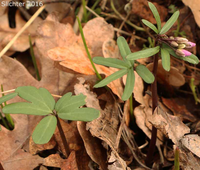 Leaves of Nuttall's Toothwort, Oak Toothwort, Slender Toothwort, Spring Beauty: Cardamine nuttallii var. nuttallii (Synonyms: Cardamine nuttallii var. covilleana, Cardamine nuttallii var. dissecta, Cardamine pulcherrima, Cardamine pulcherrima var. pulcherrima, Cardamine pulcherrima var. tenella, Dentaria tenella, Dentaria tenella var. pulcherrima, Dentaria tenella var. quercetorum, Dentaria tenella var. tenella)