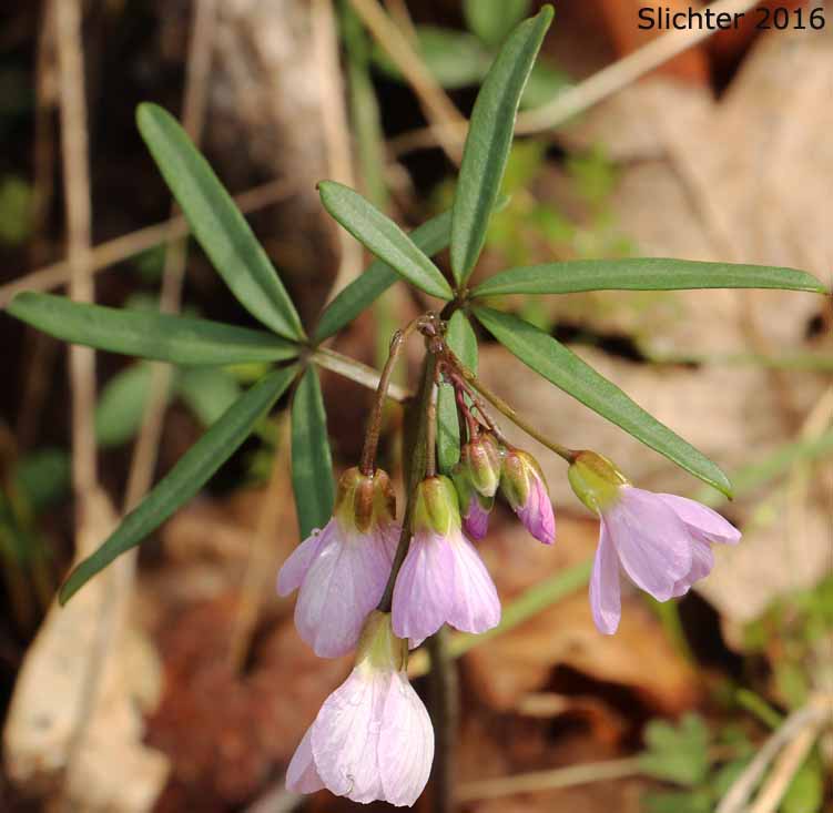 Inflorescence and stem leaves of Nuttall's Toothwort, Oak Toothwort, Slender Toothwort, Spring Beauty: Cardamine nuttallii var. nuttallii (Synonyms: Cardamine nuttallii var. covilleana, Cardamine nuttallii var. dissecta, Cardamine pulcherrima, Cardamine pulcherrima var. pulcherrima, Cardamine pulcherrima var. tenella, Dentaria tenella, Dentaria tenella var. pulcherrima, Dentaria tenella var. quercetorum, Dentaria tenella var. tenella)