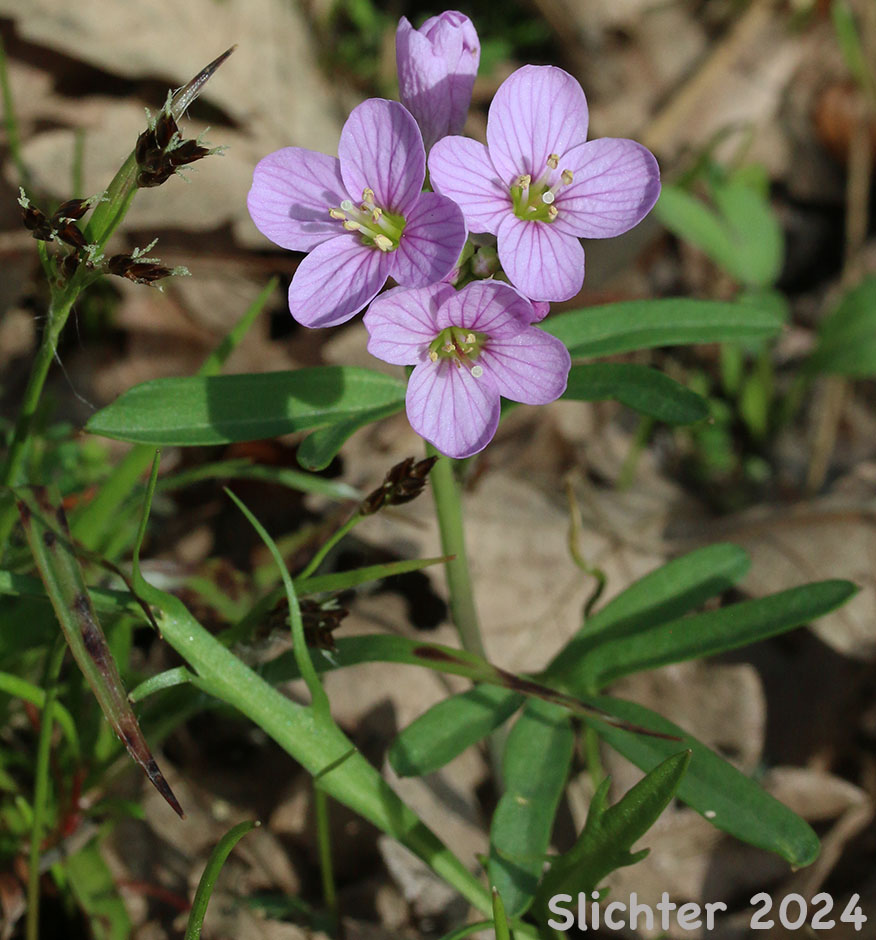 Nuttall's Toothwort, Oak Toothwort, Slender Toothwort, Spring Beauty: Cardamine nuttallii var. nuttallii (Synonyms: Cardamine nuttallii var. covilleana, Cardamine nuttallii var. dissecta, Cardamine pulcherrima, Cardamine pulcherrima var. pulcherrima, Cardamine pulcherrima var. tenella, Dentaria tenella, Dentaria tenella var. pulcherrima, Dentaria tenella var. quercetorum, Dentaria tenella var. tenella)